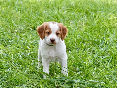 1 Female Brittany Puppy for Sale