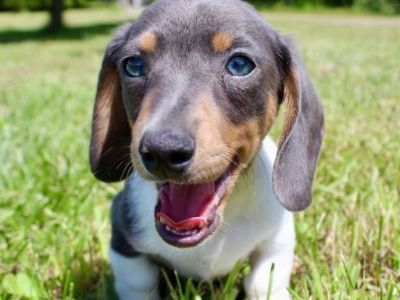 Adorable Dachshund Puppies!