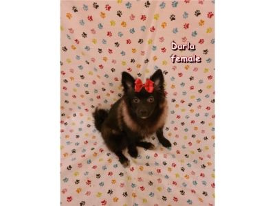 CKC Pomeranian Puppies