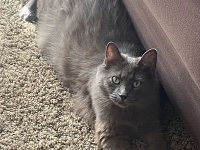 Cat for adoption