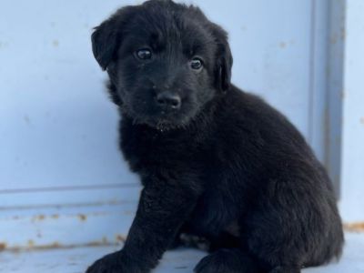** OOPS Puppies !! **