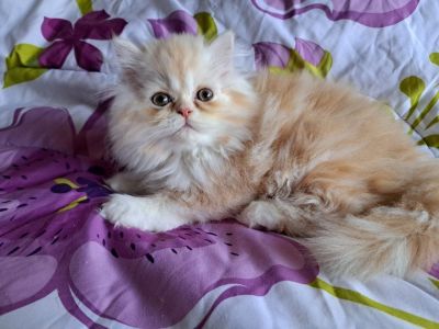 Persian kittens available.