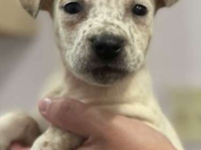 Lunar Eclipse - Husky/Blue Heeler Mix Female Puppy for Adoption
