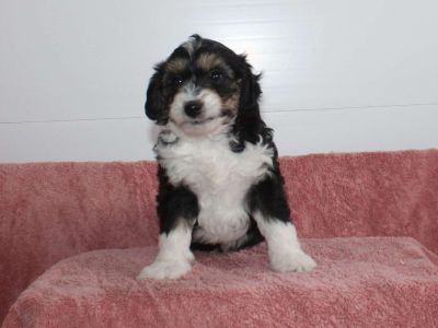 Randy - Mini Aussiedoodle Puppy For Sale in New York