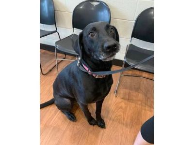 Groof* - Labrador Retriever/Mixed Breed (Medium) Mix Male Dog for Adoption