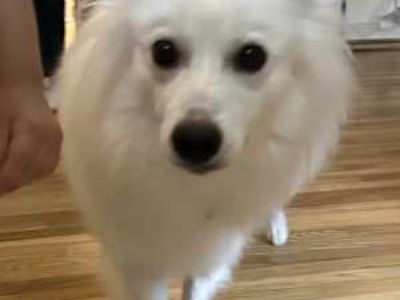 Butter of ST Paul MN - American Eskimo Dog Male Dog for Adoption