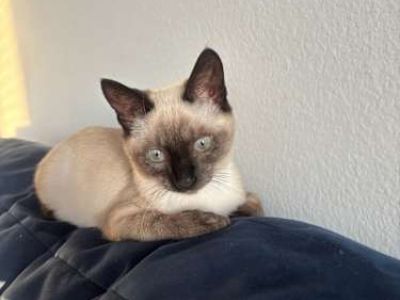 Azul (ZuZu) - Siamese Male Cat for Adoption