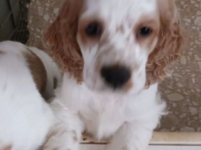 Cocker spaniel puppies
