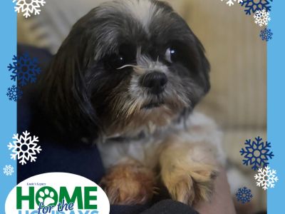 Lotus - Shih Tzu Female Dog for Adoption