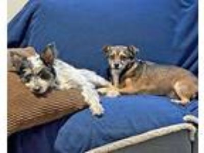 Lolita, Terrier (unknown Type, Medium) For Adoption In Corona, California