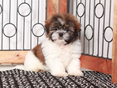 Chester – Stunning Little male Cava-tzu Puppy