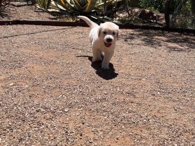 Golden Retriever Puppies