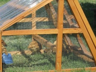 Duck coop for sale- Portable and Protective