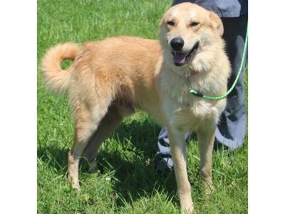 Boomer - Golden Retriever/Mixed Breed (Medium) Mix Male Dog for Adoption