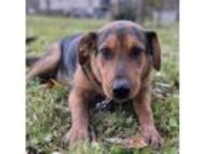 Adopt PETE a Coonhound, Bloodhound