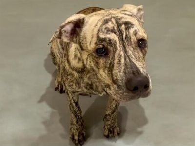 ROBBIE - Catahoula Leopard Dog Male Dog for Adoption