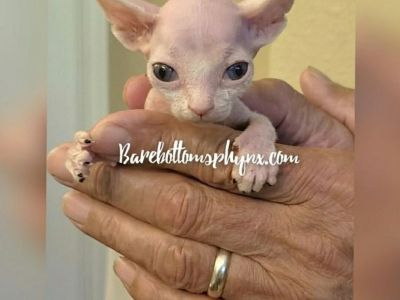 Sphynx male kitten available for sale california