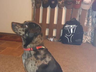 Need forever home (dog)