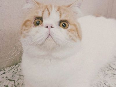 British Persian mix Tica