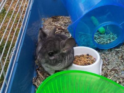 Exotic Chinchilla, with complete setup of three foot cage, water bottle, food, and toys.Will deliver