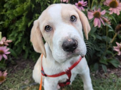 Shredder - Hound & Mastiff Mix Male Puppy for Adoption