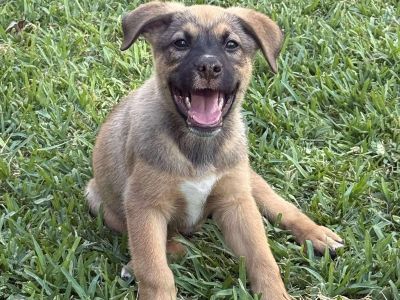 Butterfinger - German Shepherd Dog Male Puppy for Adoption