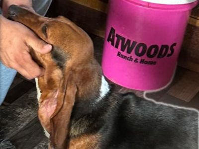 Chocolate basset hound full blood