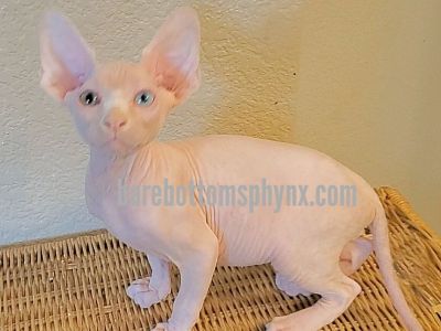Barebottom sphynx and bambino's California barebottomsphynx.com Odd eyed sphynx Male available
