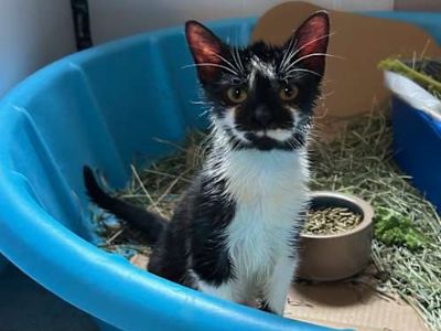 Nebula - Domestic Shorthair Female Cat for Adoption