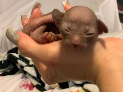 HAIRLESS kittens - Sphinx Peterbald babies born AUGUST 13