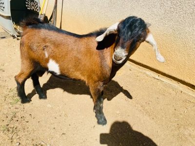 Nubian/ Boar