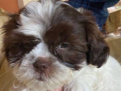 Shih Tzu puppies 4 sale