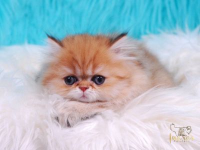 Golden Chinchilla Female Kitten