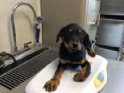 Adopt A230913 a Rottweiler, Mixed Breed
