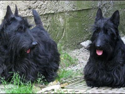 AKC Home Raised- Scottish Terrier Puppies For Sale