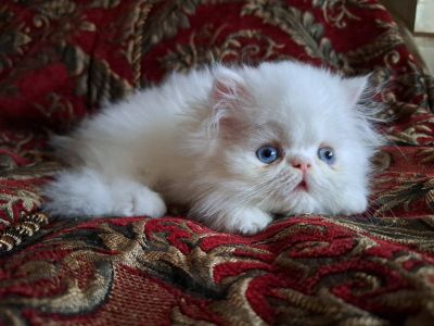 Persian white kitten blue eyes available.