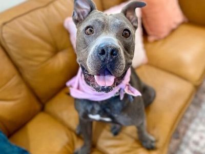 Little Shadow of Love - Pit Bull Terrier & Staffordshire Bull Terrier Mix Female Dog for Adoption