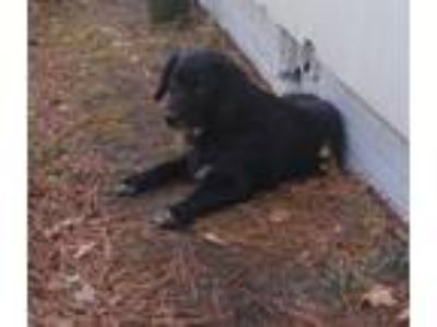 Adopt Puppy a Black Labrador Retriever