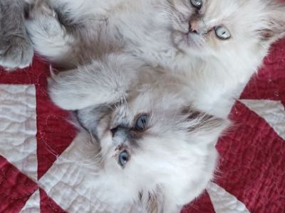 Beautiful Himalayan Persian kittens
