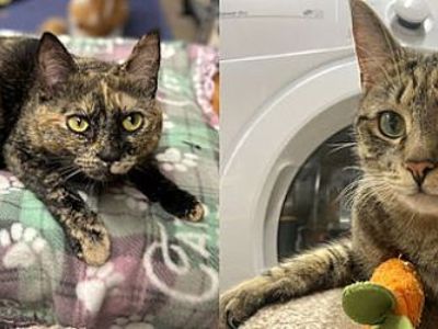 Kandi & Kane- bonded pair - Domestic Shorthair Female Cat for Adoption