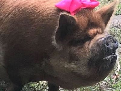Piglets and Pigs For Sale