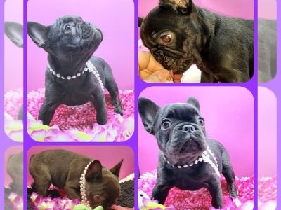 Rosie - French Bulldog Female Puppy for Sale