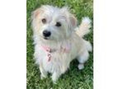 Adopt Yoti a Wirehaired Terrier
