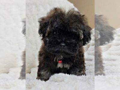 ADORABLE TOY SIZE SHIHPOO PUPPIES