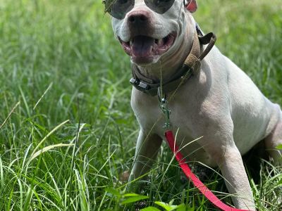 Paloma - American Bulldog & Pit Bull Terrier Mix Female Dog for Adoption