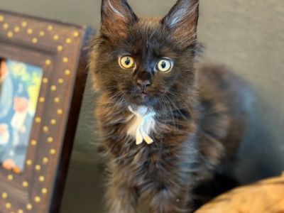 Maine Coon Kitten Girl
