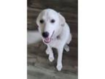 Adopt Lacey a White Great Pyrenees / Mixed dog in Grangeville, ID (39006429)