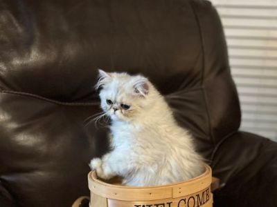 CFA Silver and Shaded Silver Kittens adults and petite persians