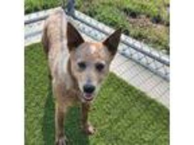 Adopt Found 6/7/2023 a Australian Cattle Dog / Blue Heeler