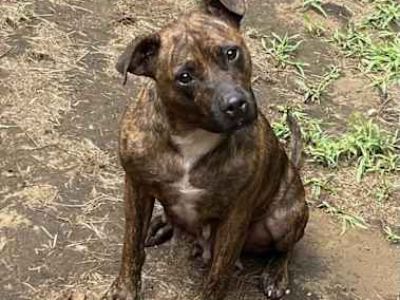 33 - Pit Bull Terrier Female Dog for Adoption